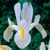 Dutch Iris flower