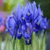Dwarf iris flower