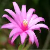 Easter Cactus flower