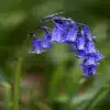 English Bluebell flower