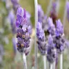English Lavender flower