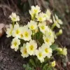English Primrose flower