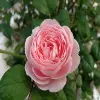 English Rose flower