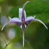 Epimedium Flower