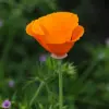 Eschscholzia flower