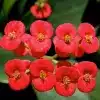 Euphorbia flower