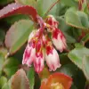 Evergreen Huckleberry flower
