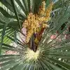 Fan Palm flower