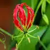 Flame Lily flower