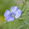 Flax Flower