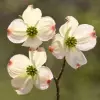 Flowering Dogwood flower