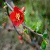 Flowering Quince flower