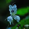 Forest Ghost Flower