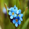 Forget-Me-Not flower