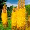 Foxtail Lily Flower