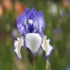 German Iris Flower