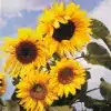 Giant Sunflower Flower