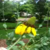 Giant coneflower Flower