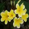 Golden Frangipani Flower