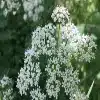 Goutweed Flower