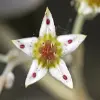 Graptopetalum Flower