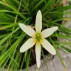 Grass Lily Flower