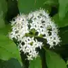 Gray Dogwood Flower