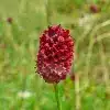 Great Burnet Flower
