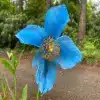Himalayan Blue Poppy Flower