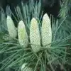 Himalayan Cedar Flower
