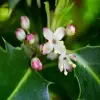 Holly Flower