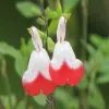 Hot Lips Sage Flower