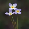 Houstonia Flower
