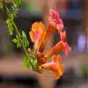 Hummingbird Trumpet Flower