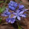 Hyacinthoides Flower
