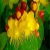 Hypericum flower