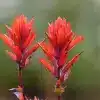 Indian Paintbrush Flower