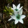 Ixia Flower