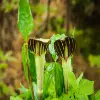 Jack in the pulpit Flower