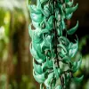 Jade Vine Flower