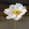 Japanese Anemone Flower