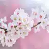 Japanese Cherry Blossom Flower