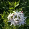 Jasmine Vine Flower