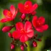 Jatropha Flower
