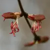 Katsura Tree Flower