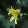 Kirengeshoma Flower