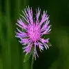 Knapweed Flower