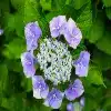 Lacecap Hydrangea Flower