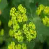 Lady's Mantle Flower