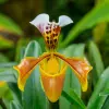 Lady's Slipper Orchid Flower